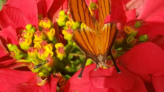 Nature: Butterfly on the flower.