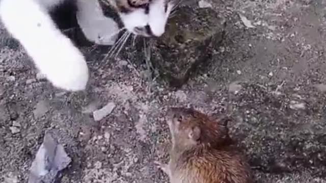 Cat and mouse funny videos 2022 🤣😂🤣😂