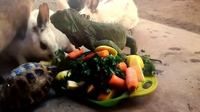 Animals Gather Around Vegetable Plate