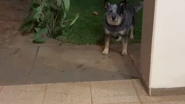 dog is playing with ball