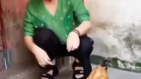 amazing acting of chicken