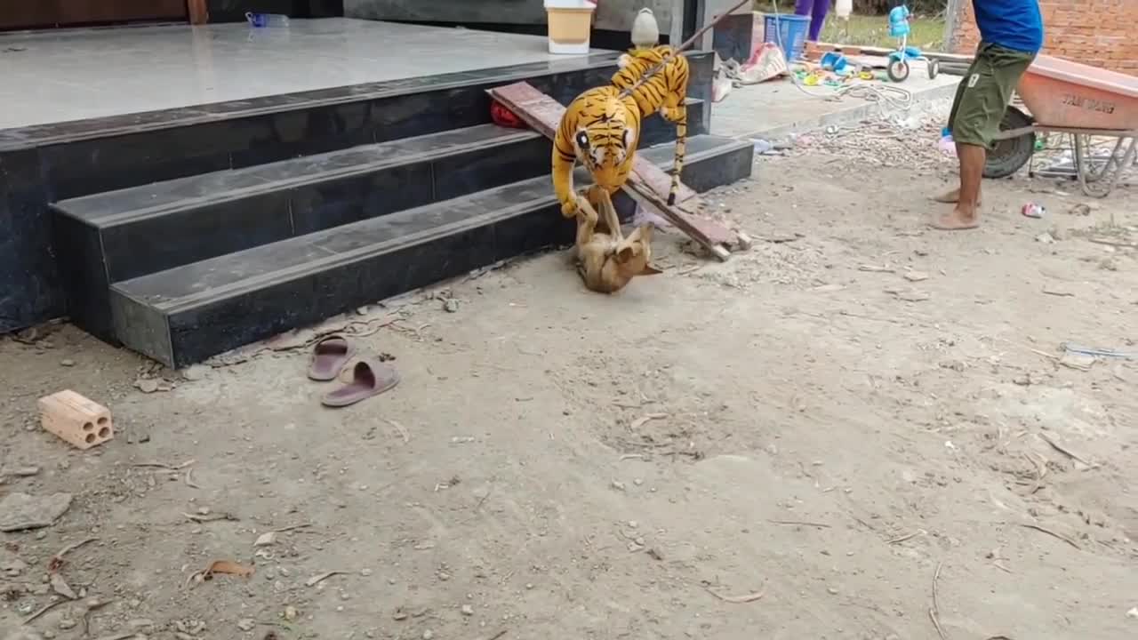 Fake tiger prank part 1