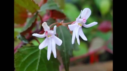 Girl shape flowers,Amazing,Beautiful Queen shape flower,looks nice##
