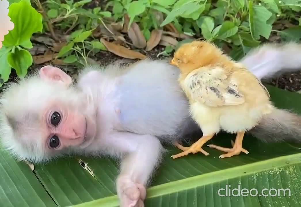 Baby Monkey and Chick