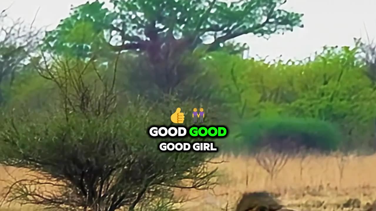 Lioness Tries to Break Up Male Lion Fight