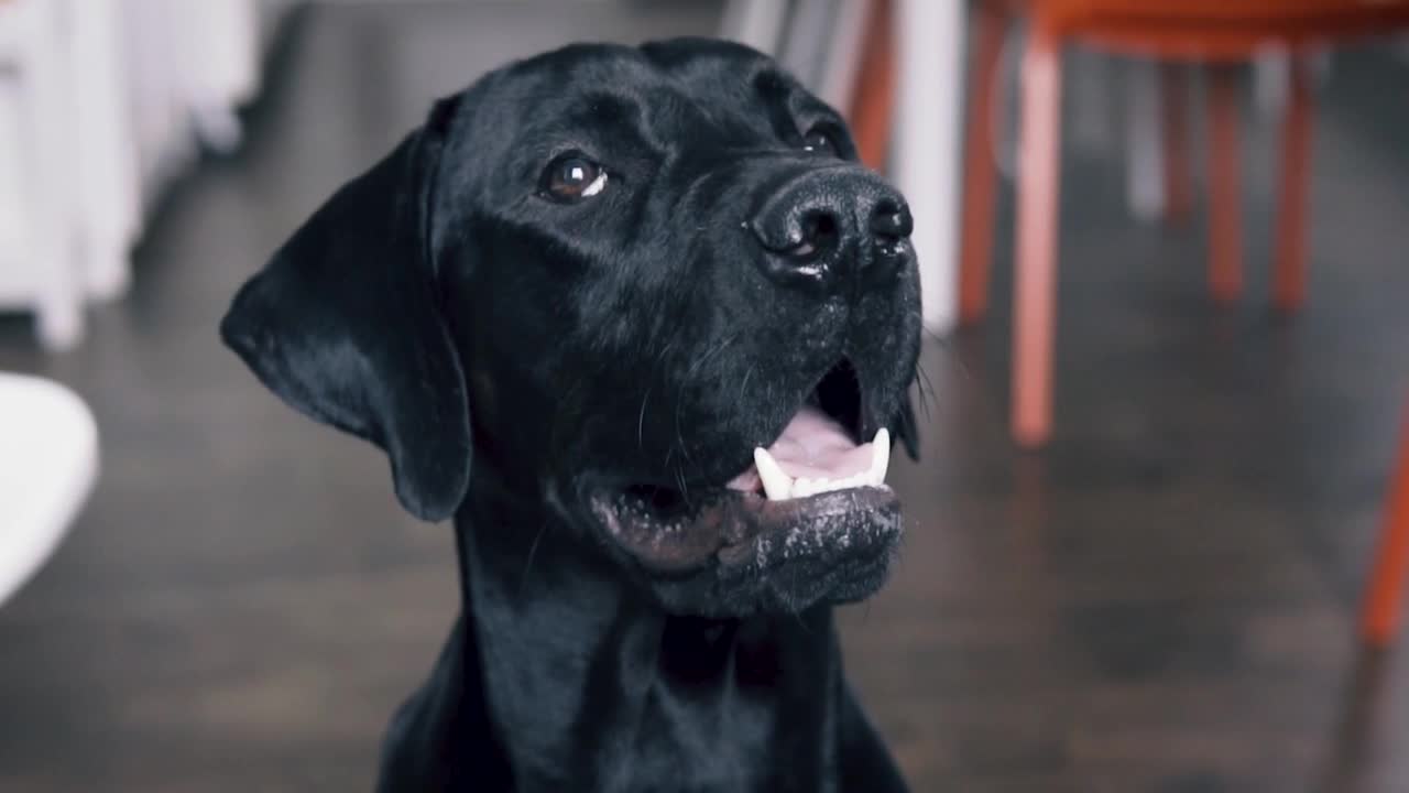 A black labrador