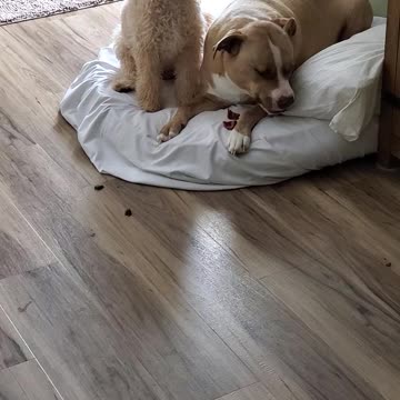 Just having some treats