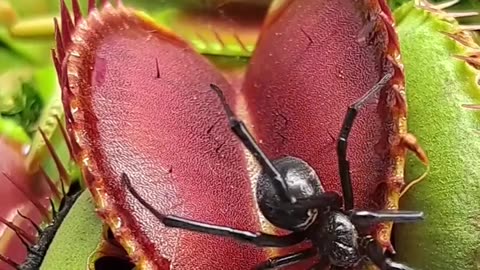 Venus flycatcher and spider. Nature is cruel... imagine being digested alive.