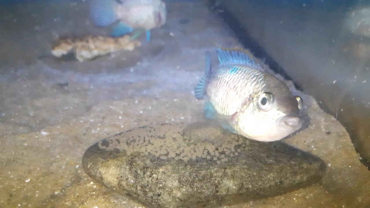 Blue Acara fish