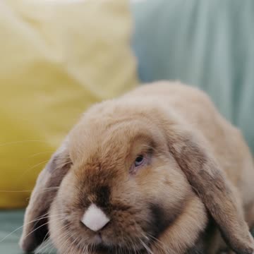 Cute Animal on the Sofa