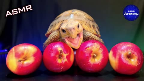 ASMR MUKBANG _ TURTLE TORTOISE EATING APPLE 🐢1