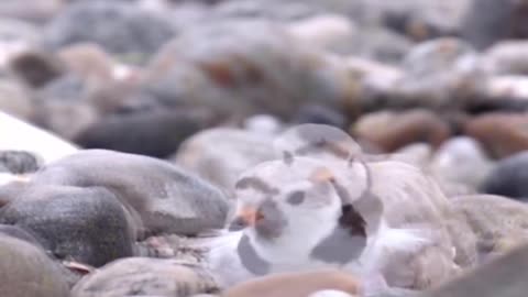 Piping Plover Chicks Take Shelter Under Their Mother To Stay Warm & Protected