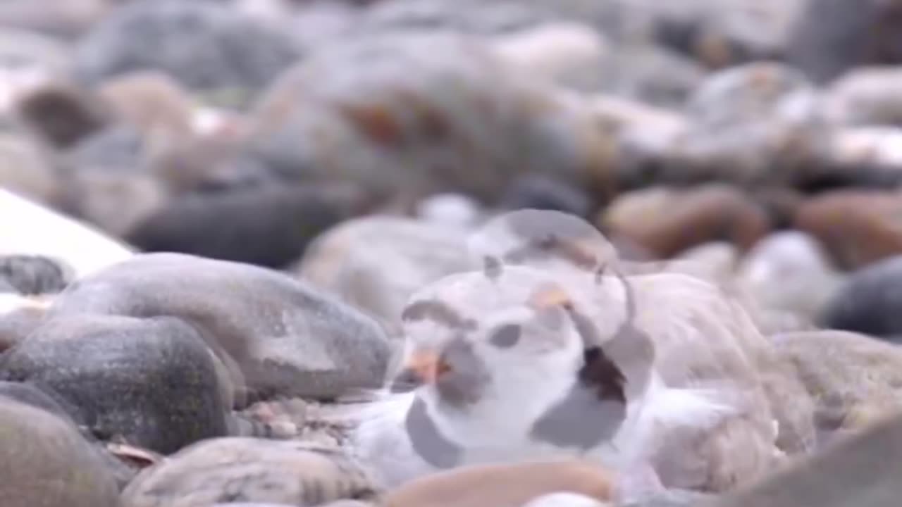 Piping Plover Chicks Take Shelter Under Their Mother To Stay Warm & Protected