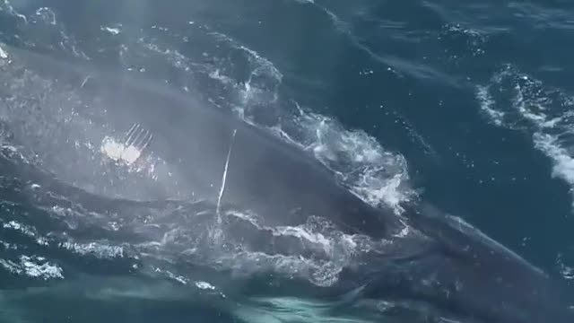 The humpback whale