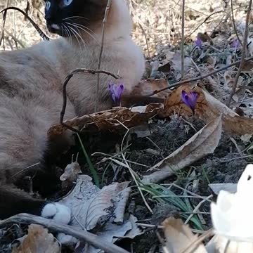 Cute cat in the forest