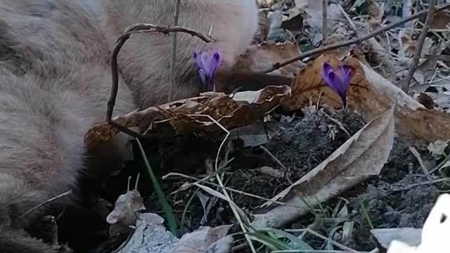 Cute cat in the forest