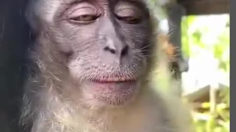 monkey laugh