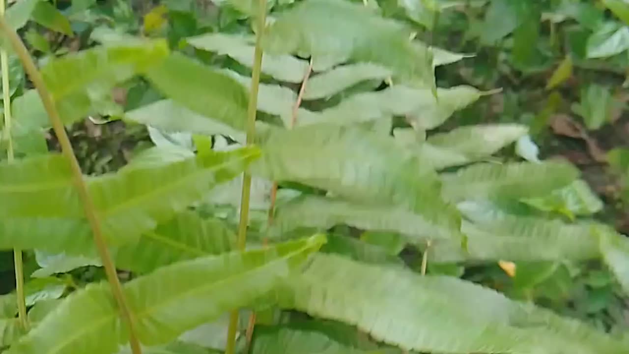 ঢেঁকি শাকের উপকারিতা। Dekhi Shaker upkarita