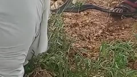 Snake 🐍🐍🐍 capcher in india