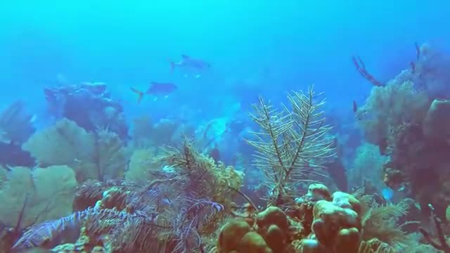 Curious_sharks_surround_scuba_divers_as_they_explore_the_reef(360p).mp4