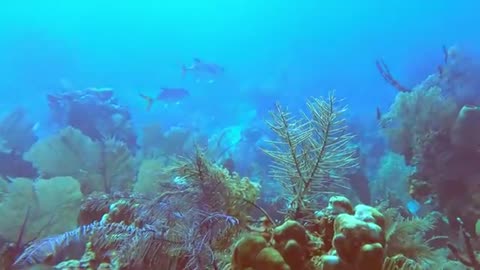 Curious_sharks_surround_scuba_divers_as_they_explore_the_reef(360p).mp4