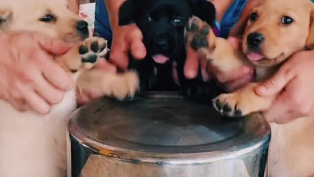 Sweet Dalmatian puppy meets gentle & loving