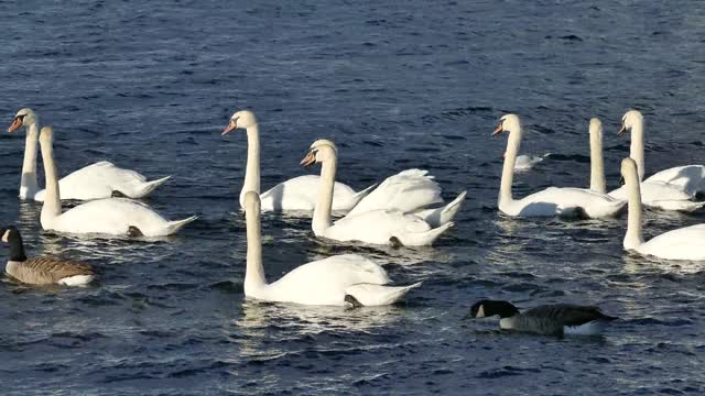 birds World.Enjoyable scenes of swamp waters and duck swimming