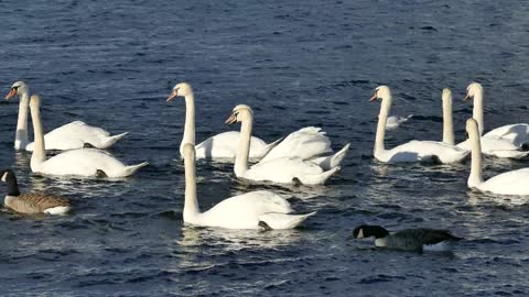 birds World.Enjoyable scenes of swamp waters and duck swimming