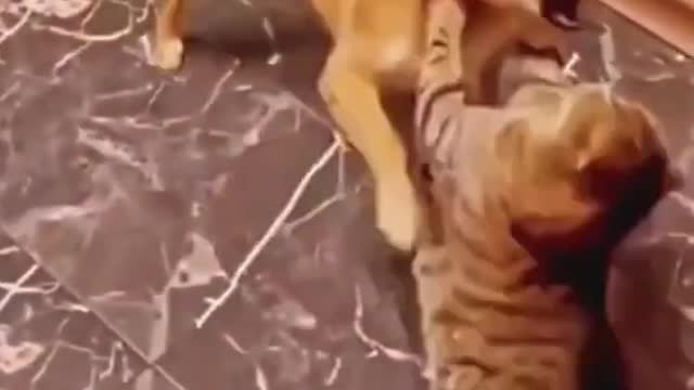 Funny animals videos 😅😅 #shorts