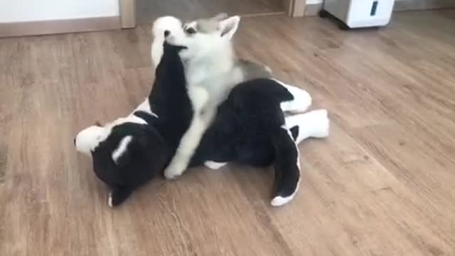 How to handle your husky Toy friend