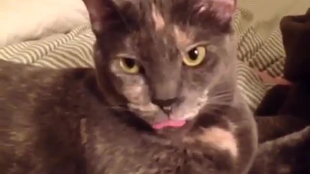 Funny and Cute Cat Videos #267