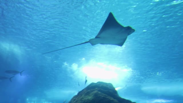 Underwater footage of stingray and sharks in the aquarium