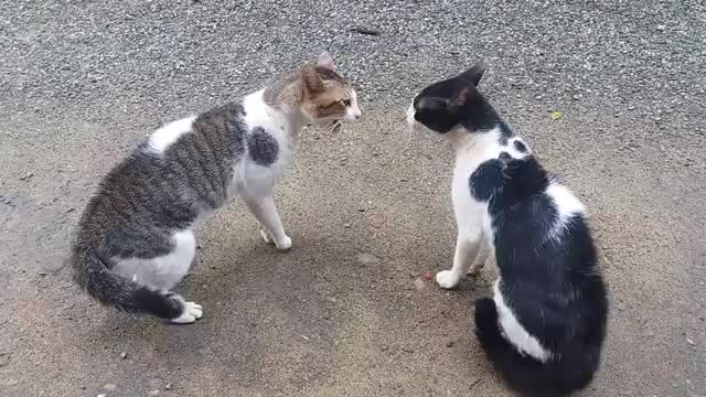 Cats fights with sound