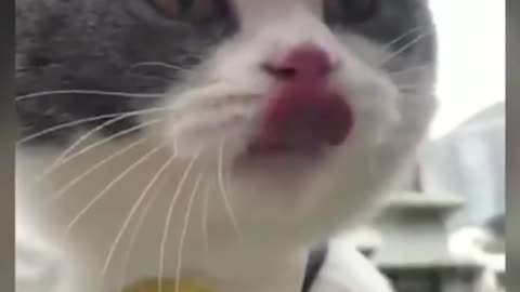 Funny video of cats | cat says I AM A BIG BILLY