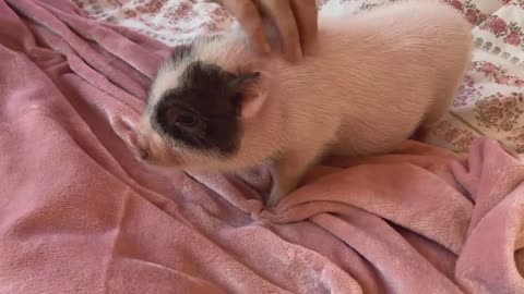 Meet My Mini Pig "Miss Ady May Gill"