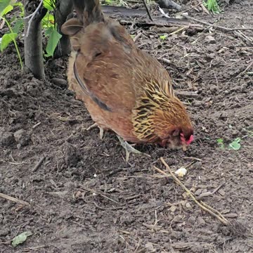 OMC! Brownie has a treat but can she keep it?! 🐔🤔😂#chickens #hens #brownie #treat #shorts