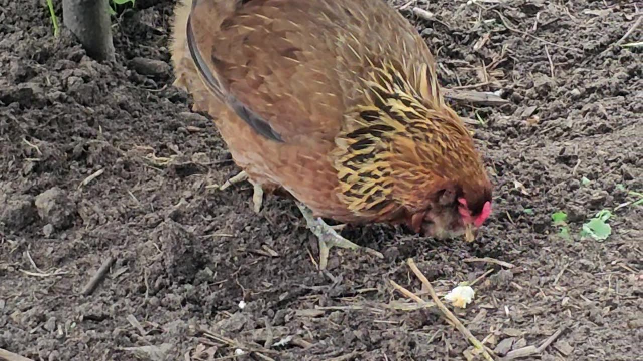 OMC! Brownie has a treat but can she keep it?! 🐔🤔😂#chickens #hens #brownie #treat #shorts