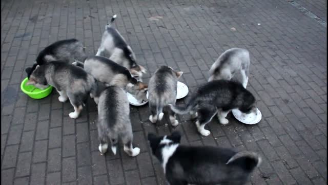 How to Preparing Food + Siberian Husky Eating: 10 Weeks Old