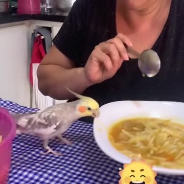 funny|prank|jokes|funny jokes|dad jokes|funny memes|funny video|fun|laughing|funny animal|knock