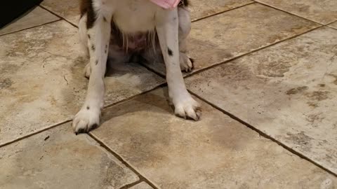 The birthday pup is very impatient for her cupcake!
