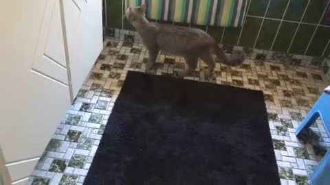 Funny Mommy cat calling her kittens