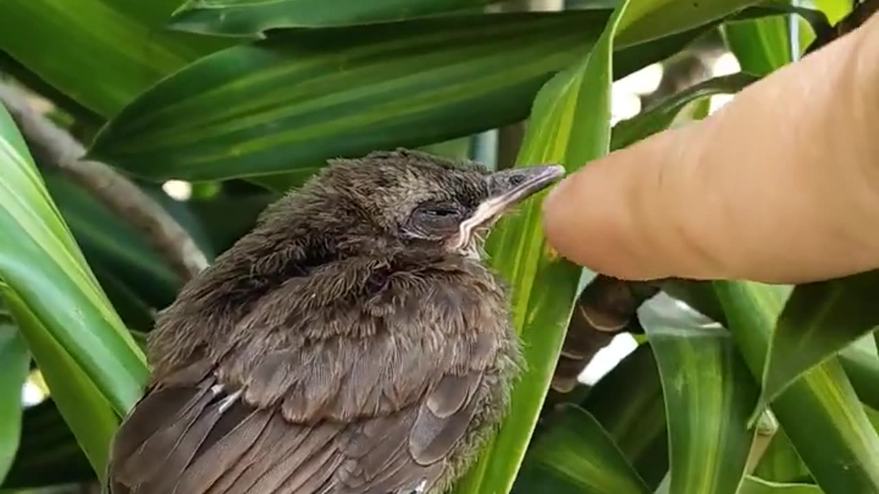 Baby bird lost its mother