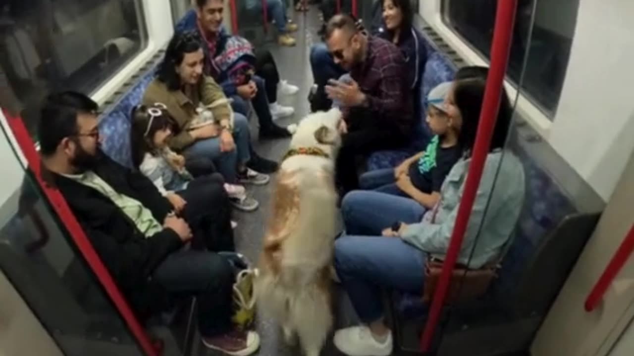 Friendly Dog Viola Brightens Up the Metro! 🚇🐶❤️