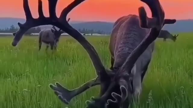 The deer π¦ is hereππ
