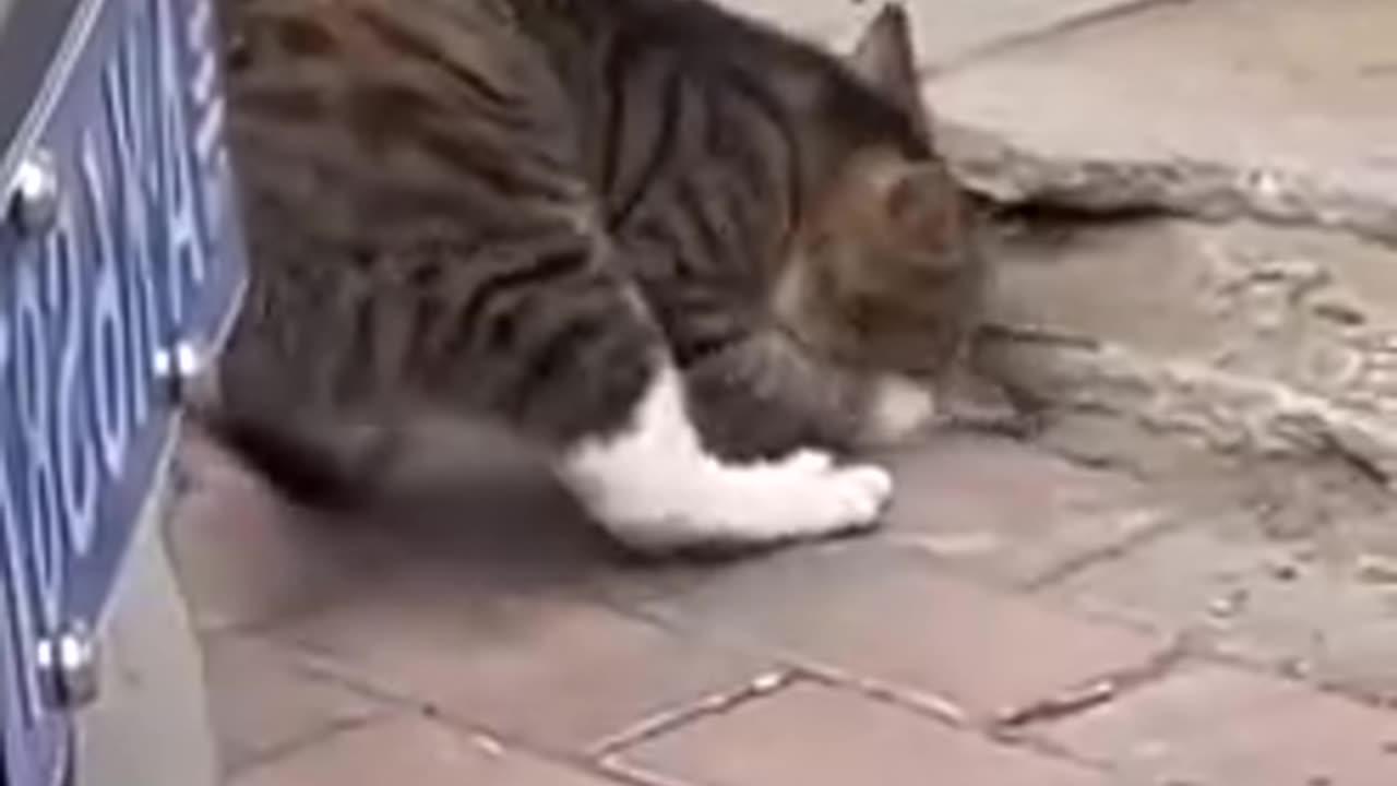 Funny cat