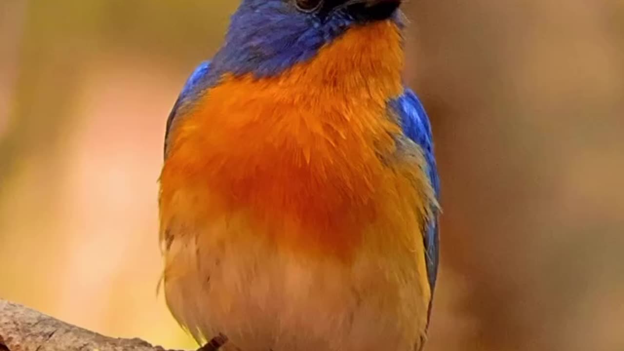 Wildlife & Funs