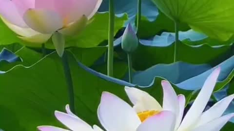 This beautiful flower