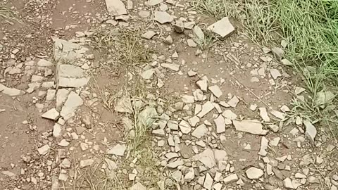 Forest in ranthambore Sawai Madhopur