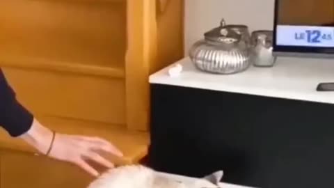Funny animal video