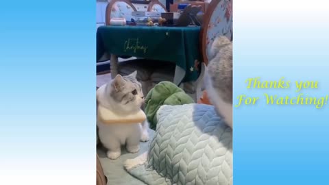 Funny And Cute Cat'S Life Cats And Owners Are The Best Friends Videos